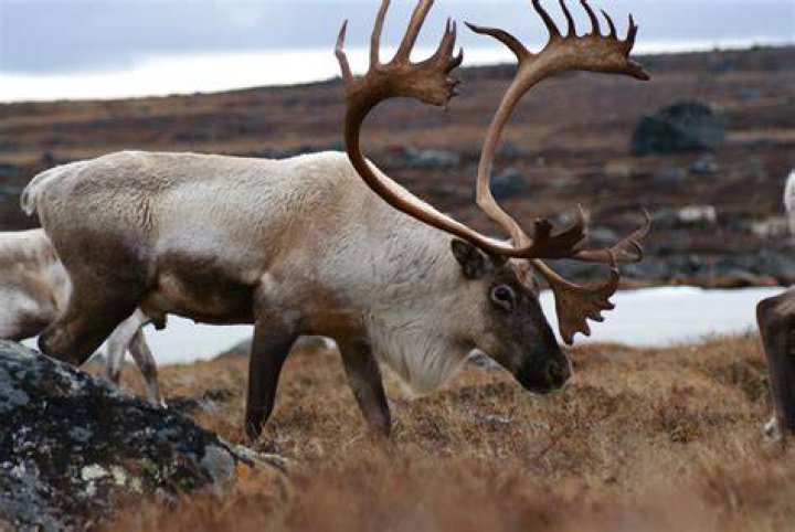 Animal Adaptations Caribou