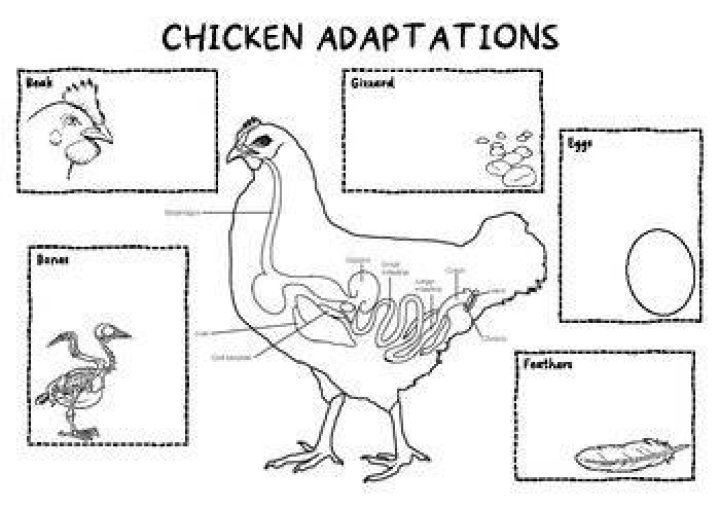 Animal Adaptations Chicken