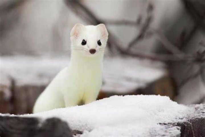 Animal Adaptations Ermine