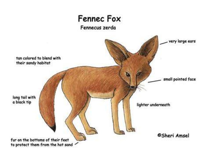 Animal Adaptations Fox