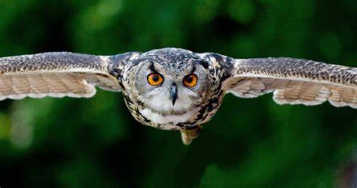 Animal Adaptations Owls Wings