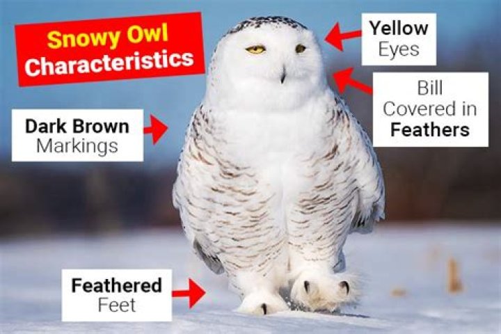 Animal Adaptations Owls