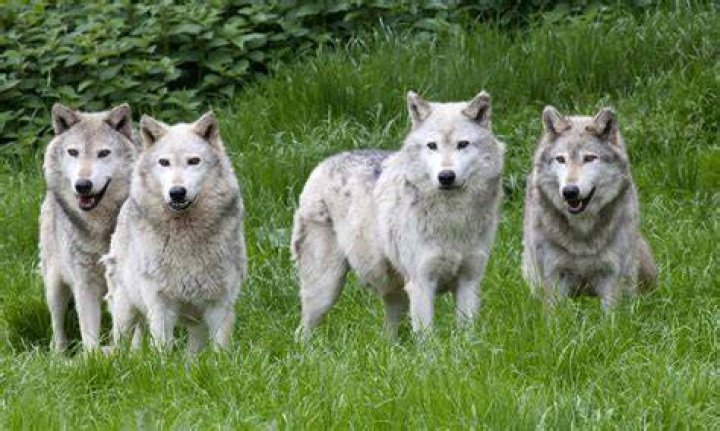 Animal Adaptations Wolves Pack