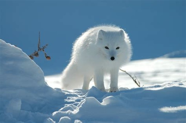 Arctic Fox Winter