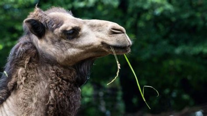 Camel Attacks Human