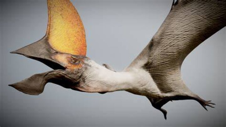Digital Model Of Tupandactylus Navigans