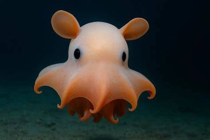 Dumbo Octopus Species