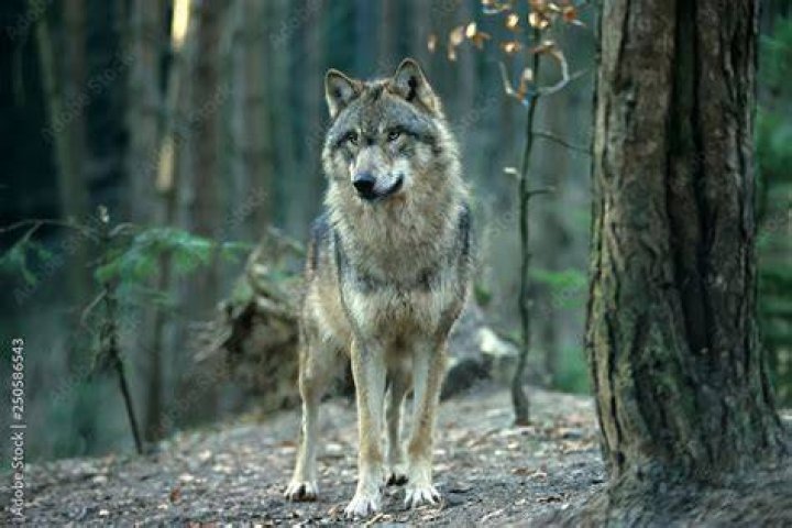 European Gray Wolf