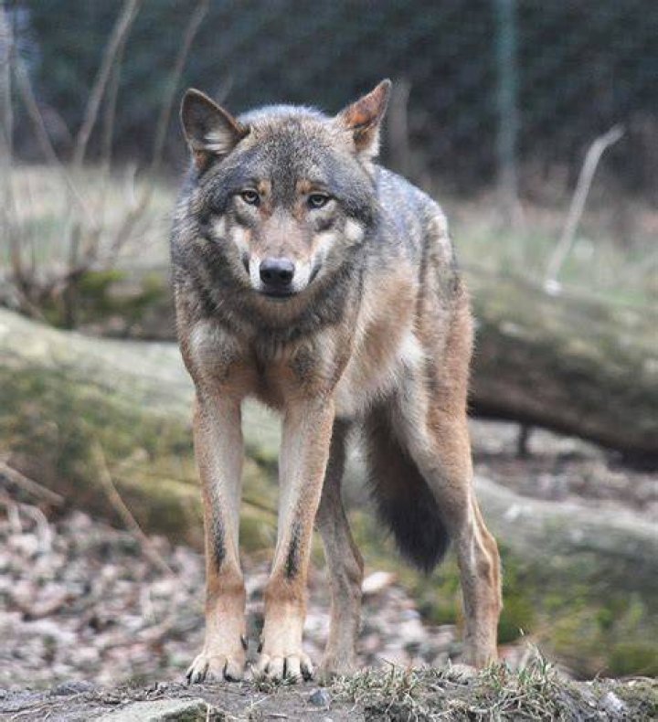 European Wolf