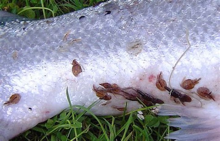 Fish Lice Inside Wrasse