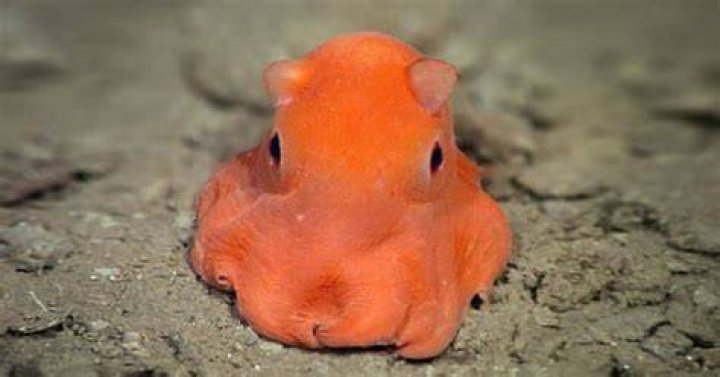 Flapjack Octopus