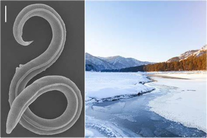 Frozen Nematodes
