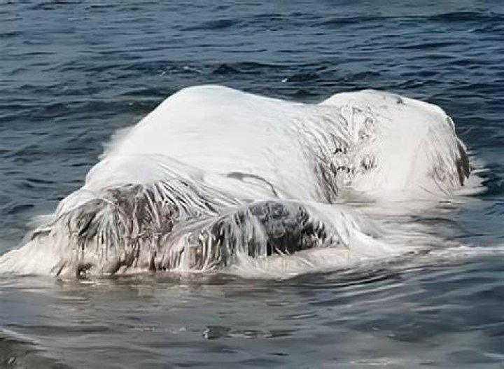 Globster Sea Creature