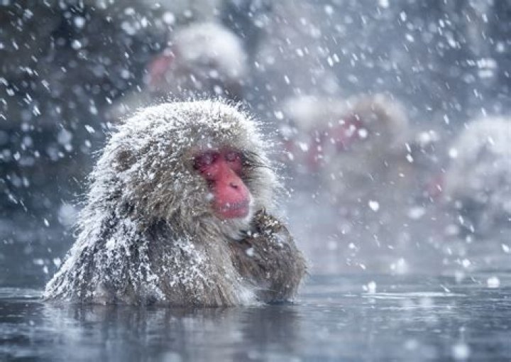Japanese Snow Monkeys In A Hot Spring
