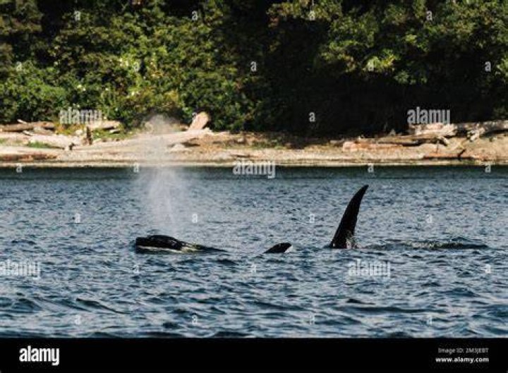 Killer Whales Surfacing Together