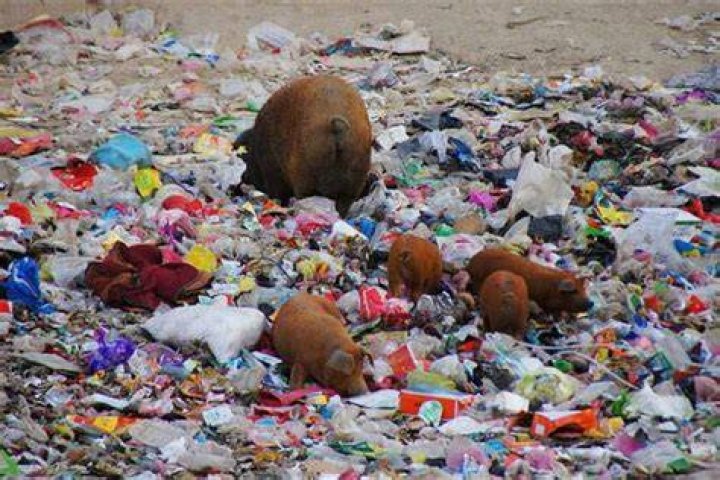 Littering In China Pigs
