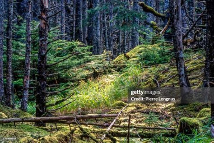 Luscious Rainforest In Antarctica