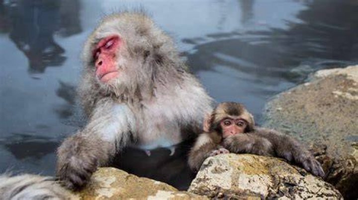 Monkeys In Japan Soaking In A Hot Spring