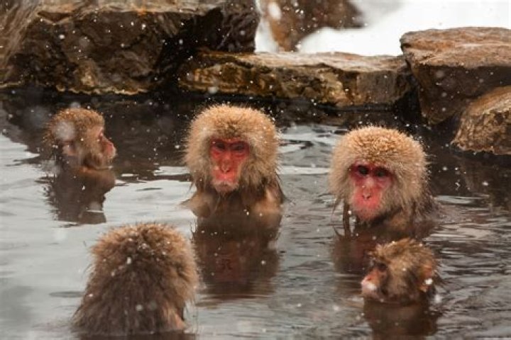 Monkeys In Japan Taking Communal Hot Spring Bath
