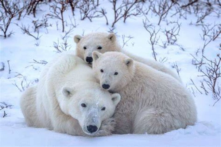 Polar Bear Cubs