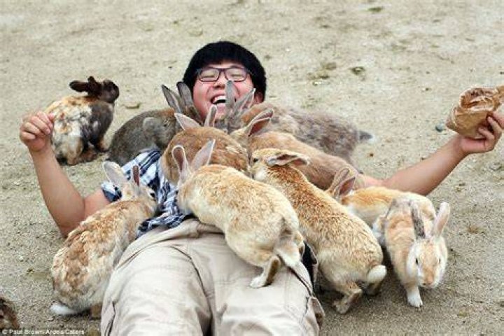 Rabbit Island Tourists