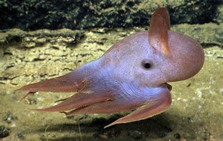 Rare Dumbo Octopus