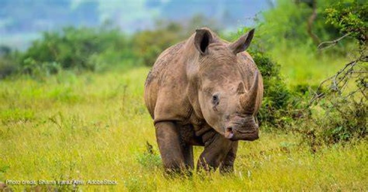 Rhinos In South Africa
