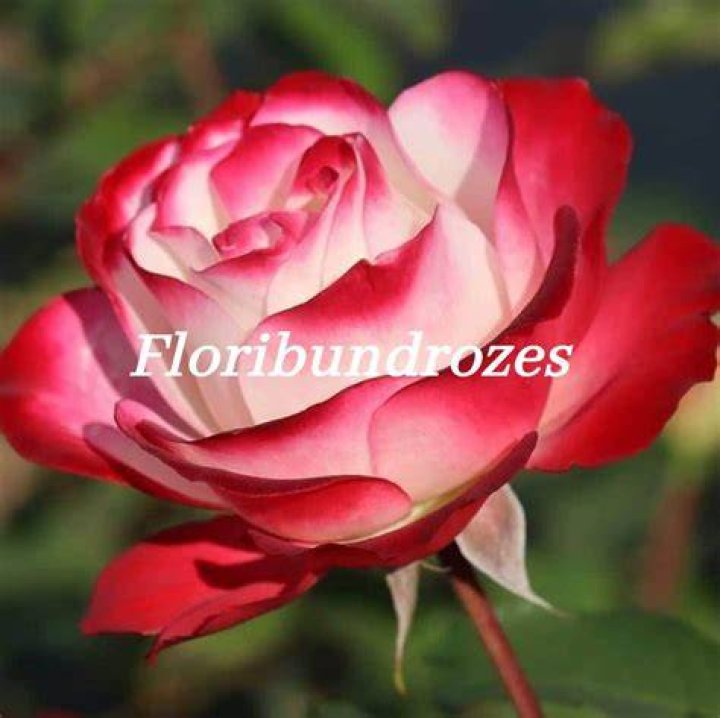 Rozes