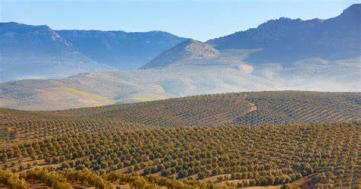 Spanish Crops