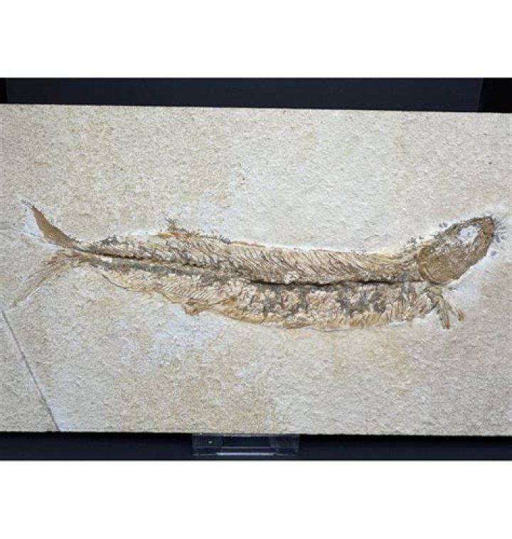 Spike-Toothed Salmon Fossil