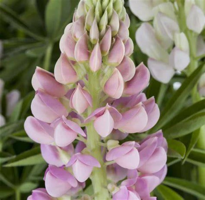 Tufoli Lupini Rose