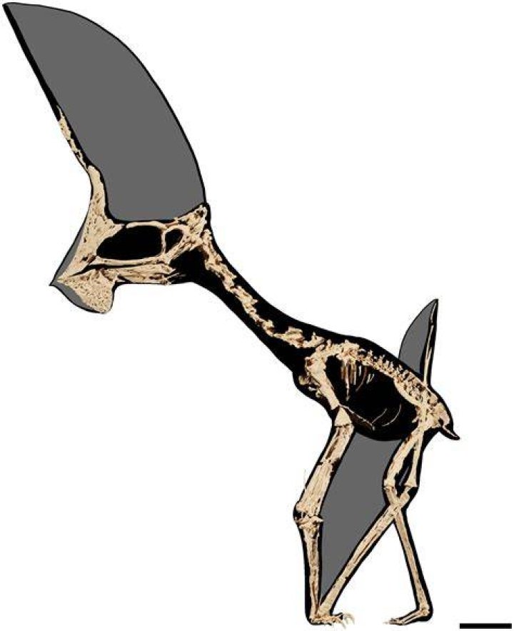 Tupandactylus Navigans Fossil And Scan