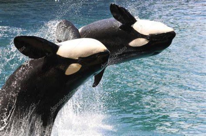 Two Killer Whales Jumping