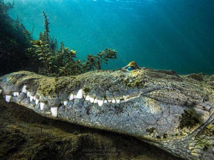 underwater animal photography croc resting