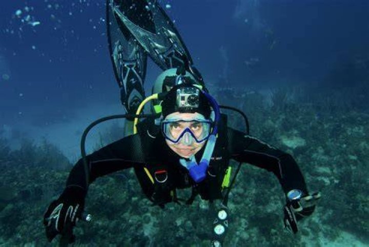 underwater animal photography diver down
