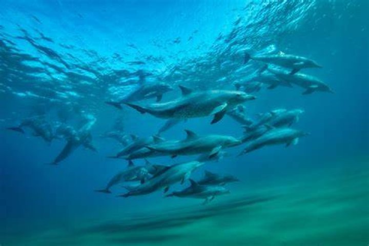 underwater animal photography dolphin pod