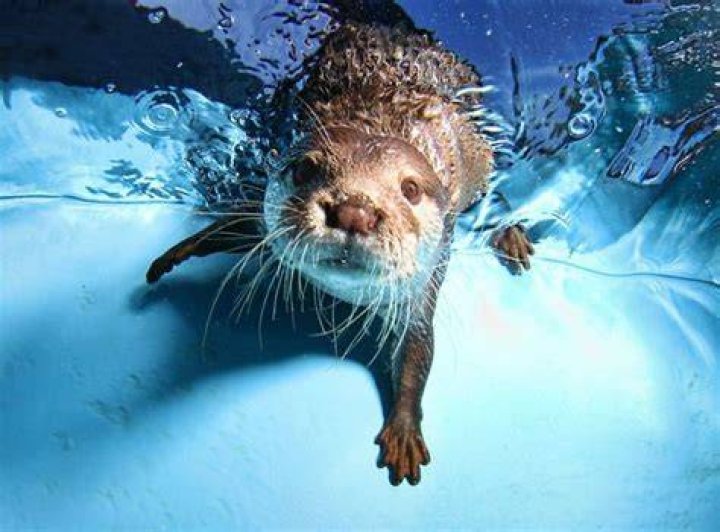 underwater animal photography jaws lives