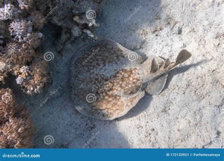 underwater animal photography sand ray