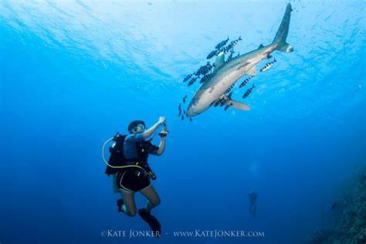 underwater animal photography shark helper