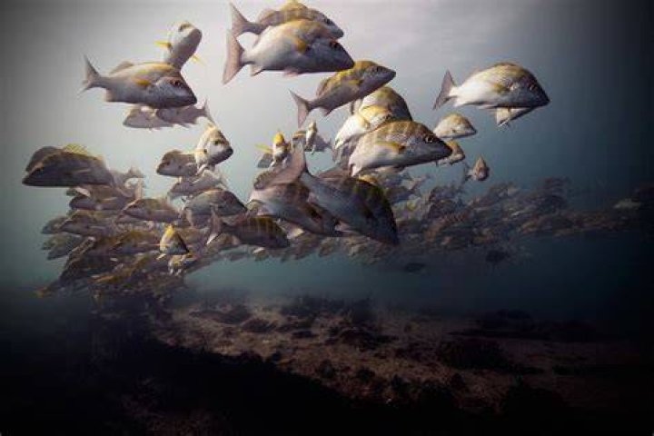 underwater animal photography yellow backs
