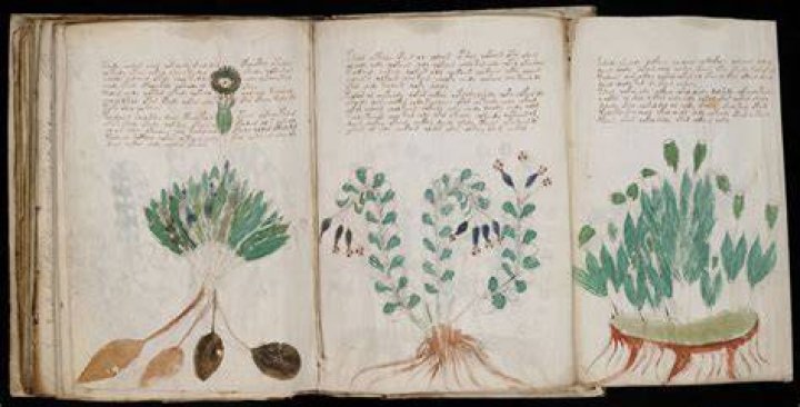 Voynich Among His Books