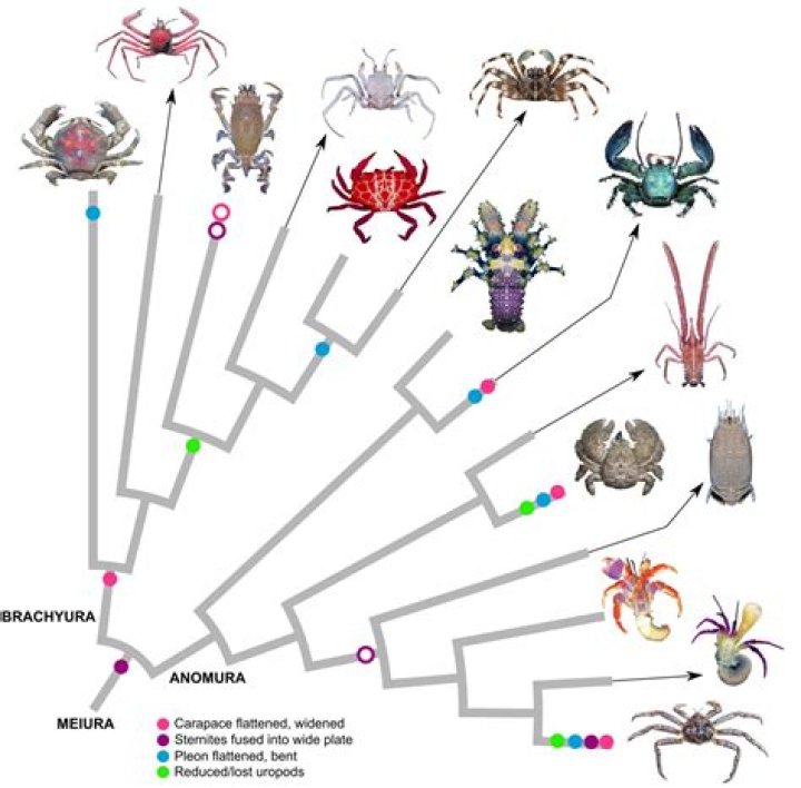 Why Animals Keep Evolving Into Crabs