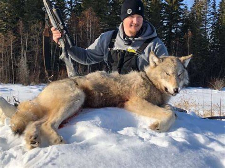 Wolf Hunt