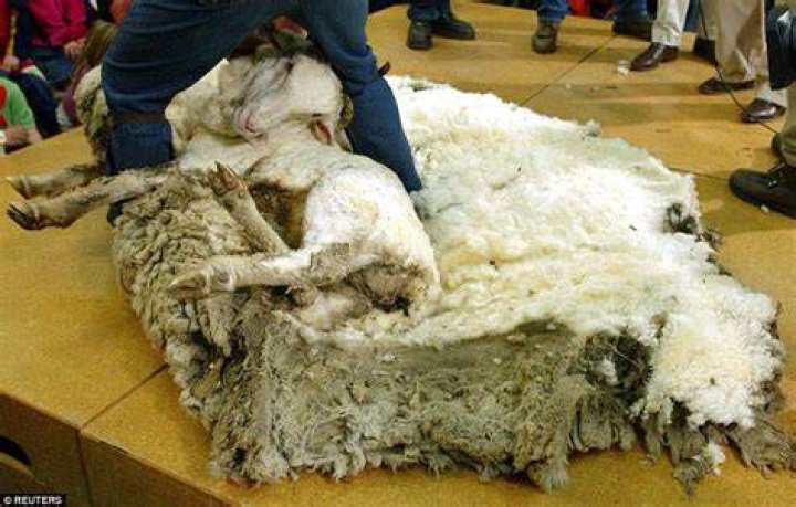 Wool On Chris The Sheep